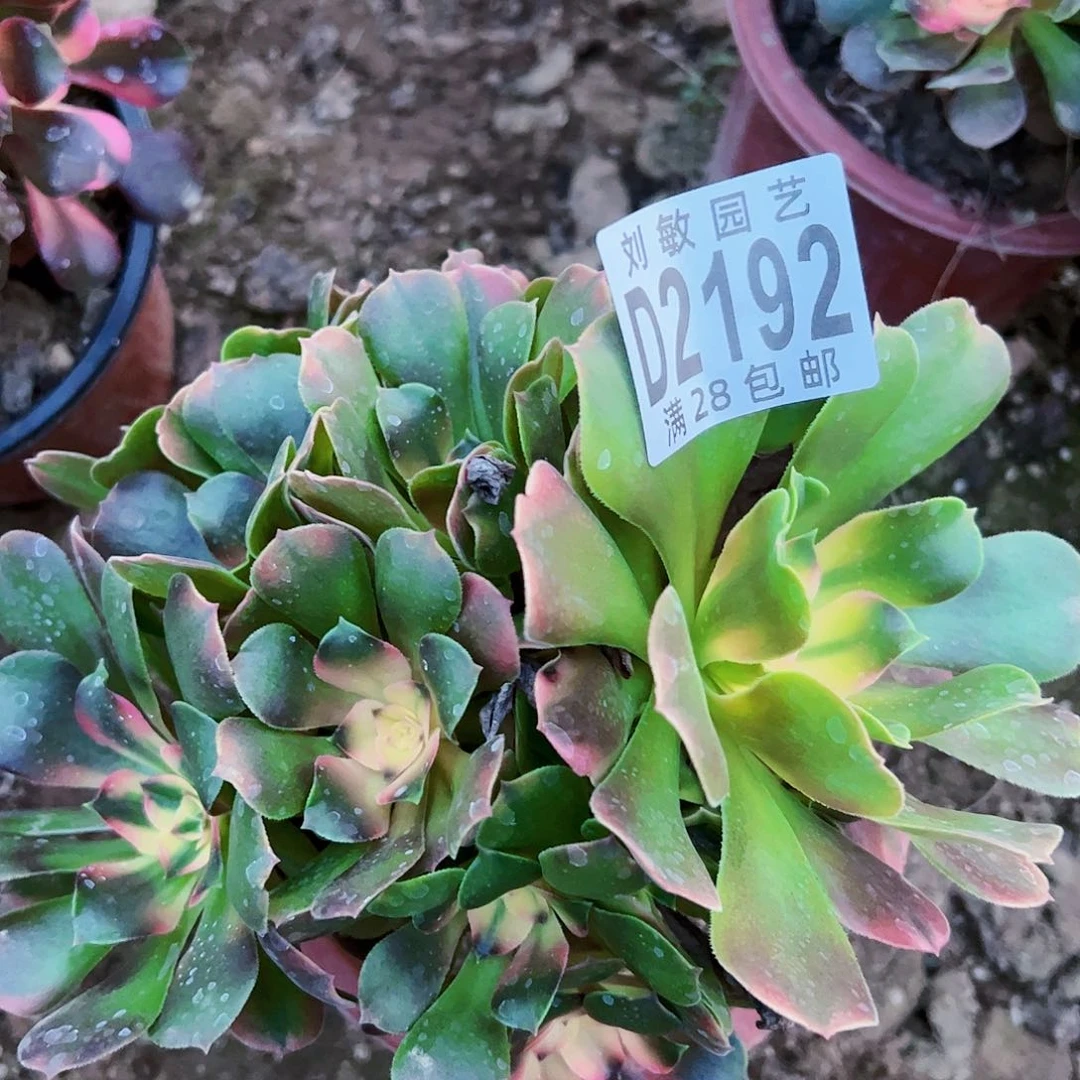 香妃多肉植物法师2192