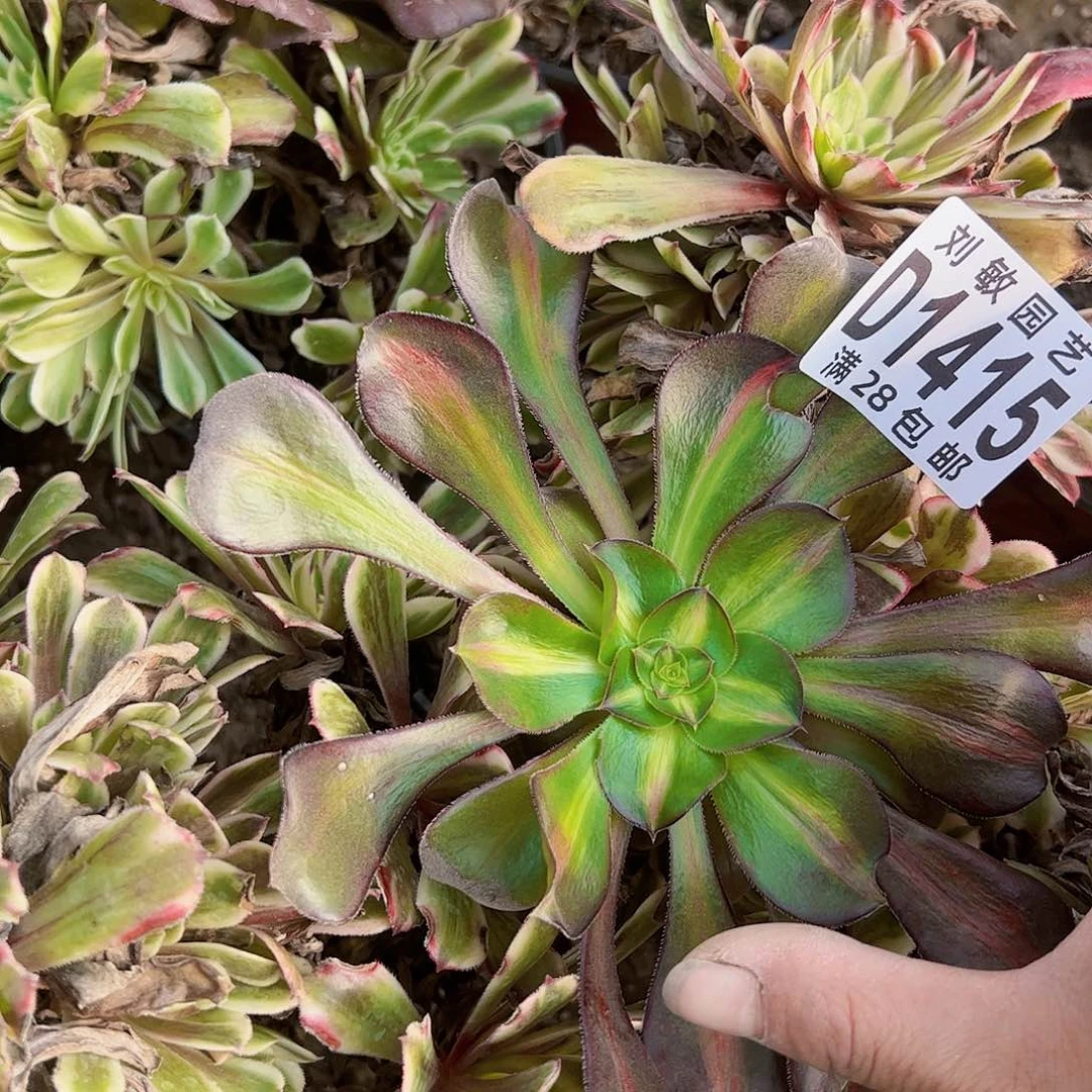 无根多肉植物法师1415