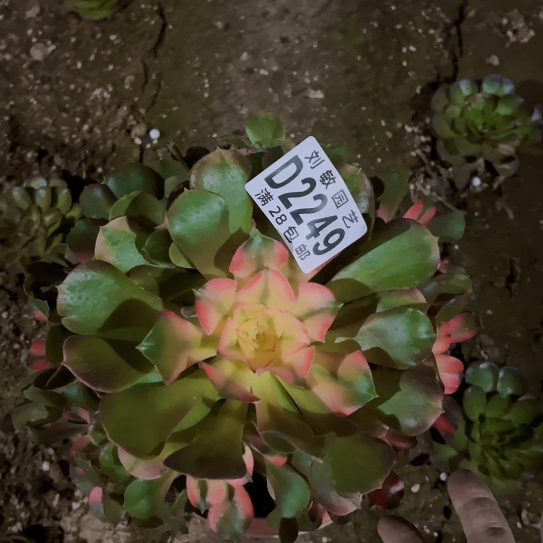 欢*多2249香妃多肉植物法师