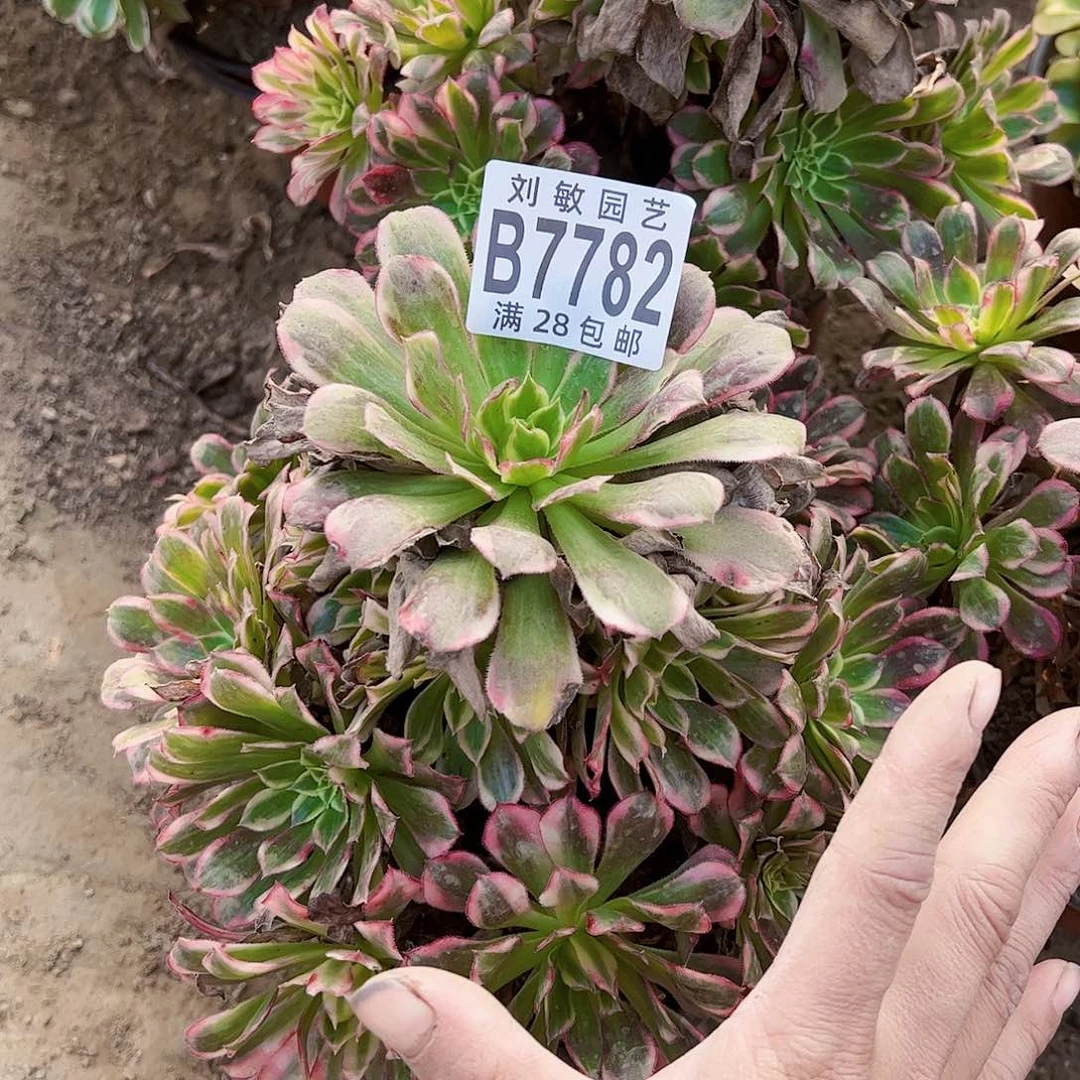 7782天和多肉植物法师