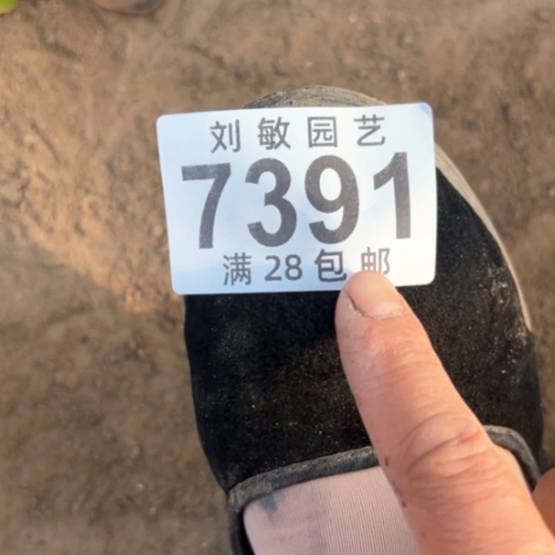 【闪购商品】7391多肉