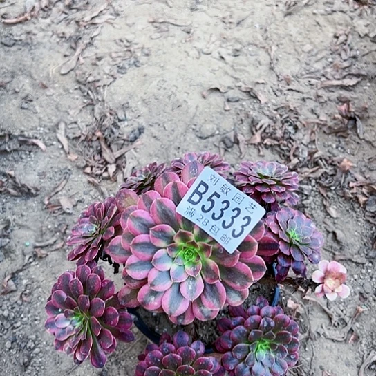 黑铜壶多肉植物法师5333