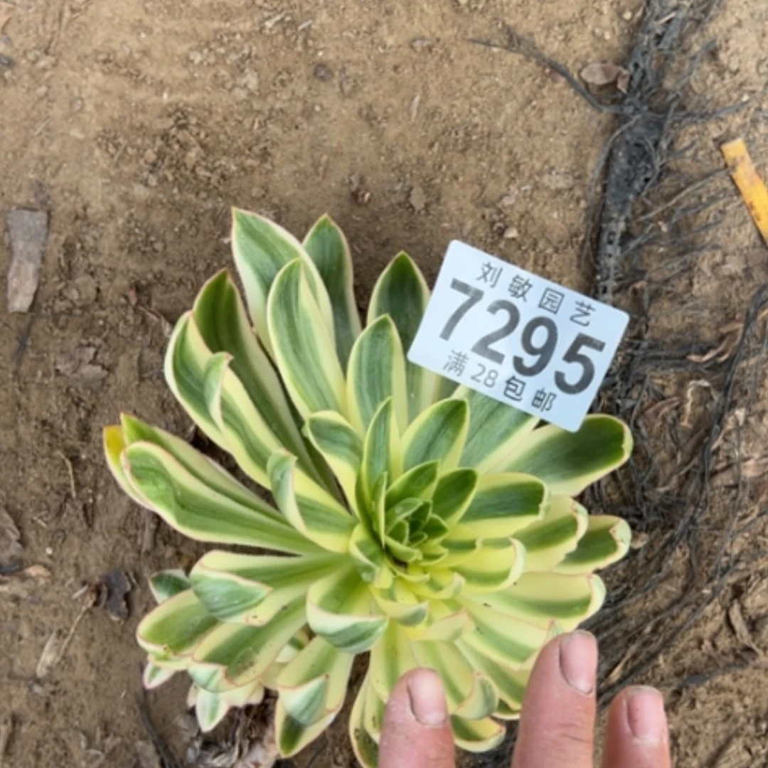 【闪购商品】7295青莲多肉