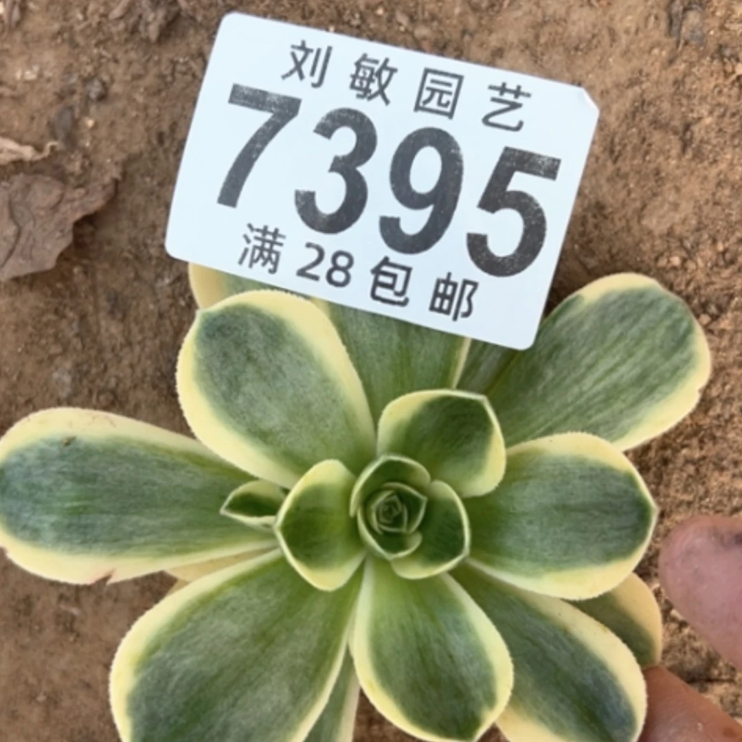 【闪购商品】7395多肉