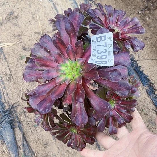 7398多肉植物法师法师