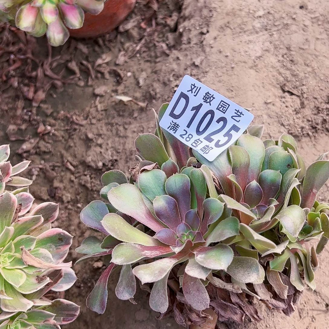 1025绍秀7彩多肉植物法师