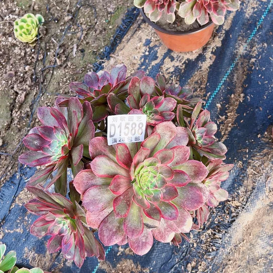 莲花座多肉植物法师1588