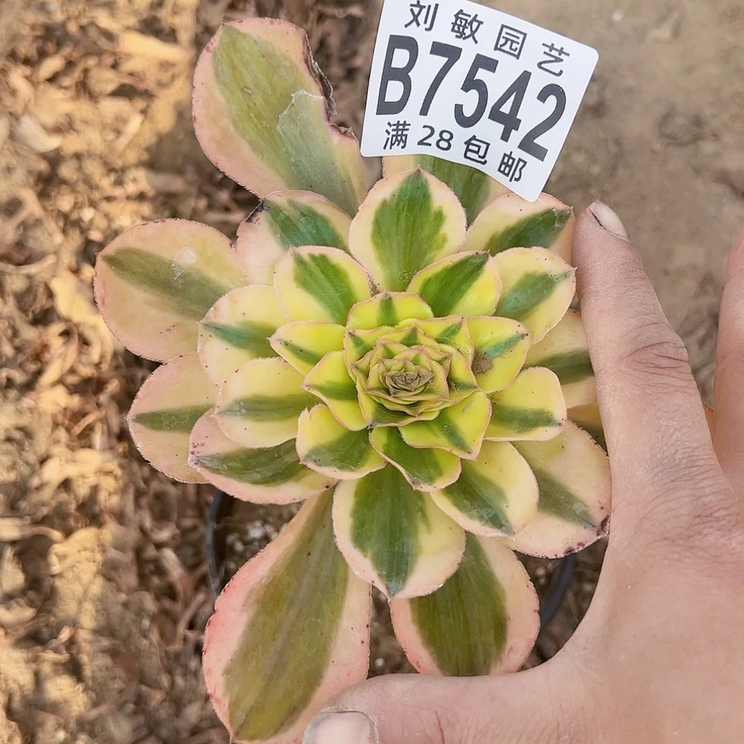 燕姿锦多肉植物法师7542