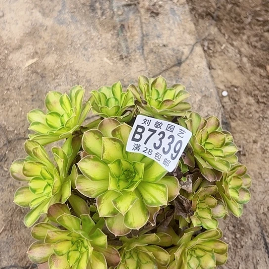 韶华多肉植物法师7339