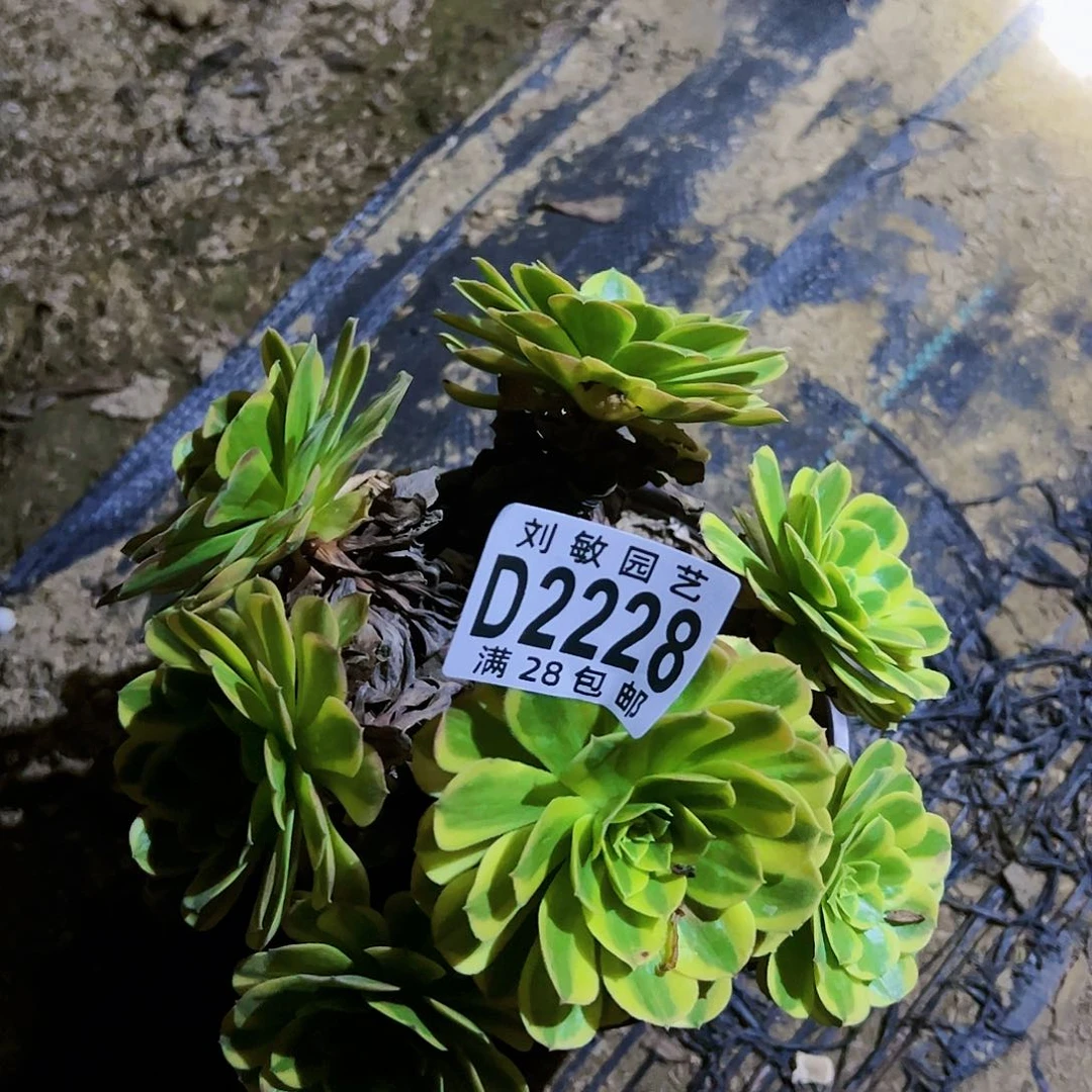 奶白多肉植物法师2228