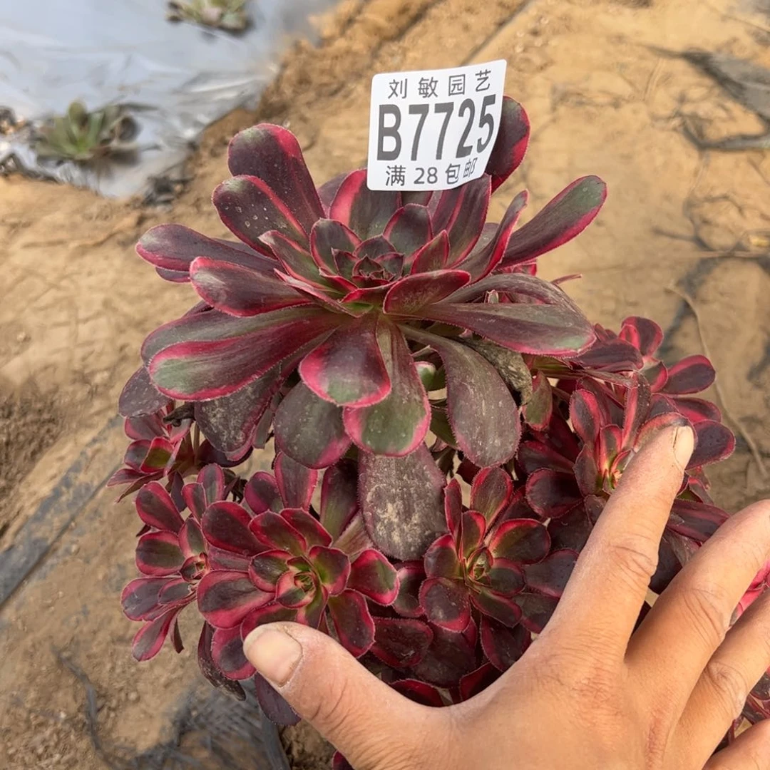 国****爷7725香奈尔2代多肉植物法师