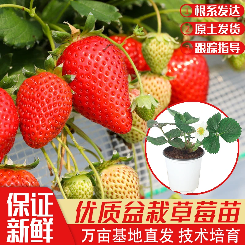 天使草莓秧苗草莓苗奶油草梅种苗四季红颜盆栽果树苗好养新苗果苗