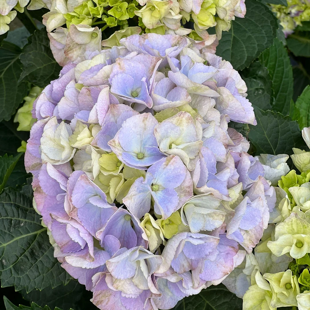 Dg花卉 新生矮状绣球系列