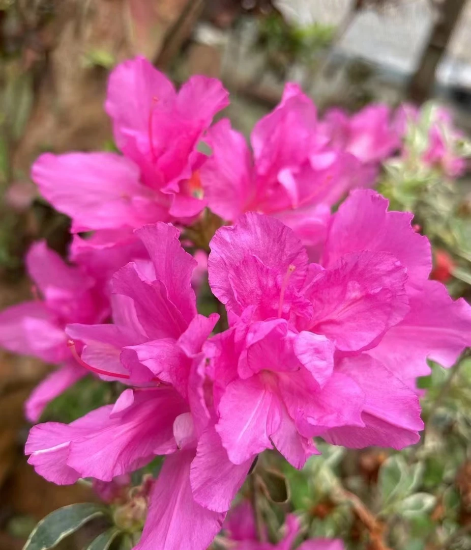 【银边瑞香（不带花苞）】品种杜鹃室内室外盆栽办公室桌面摆件绿植