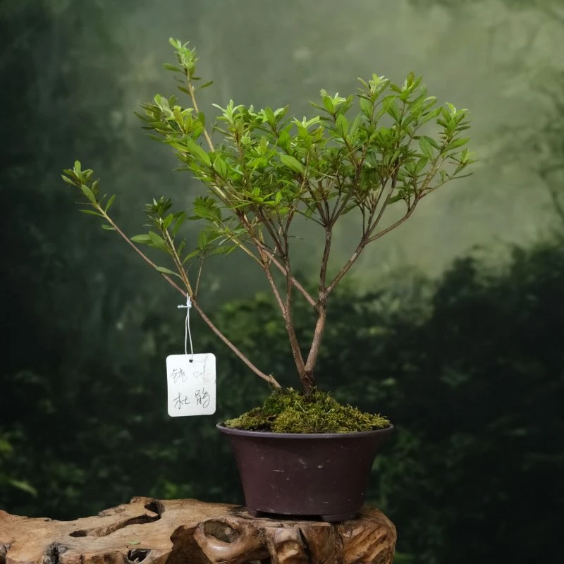 【钝叶杜鹃】樱花国杜鹃高25cm左右冠幅25cm左右直播专属