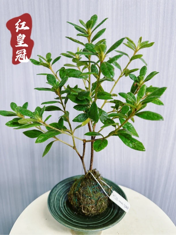【苔藓球】漂亮国四季杜鹃品种杜鹃红皇冠高25cm左右（带花苞）