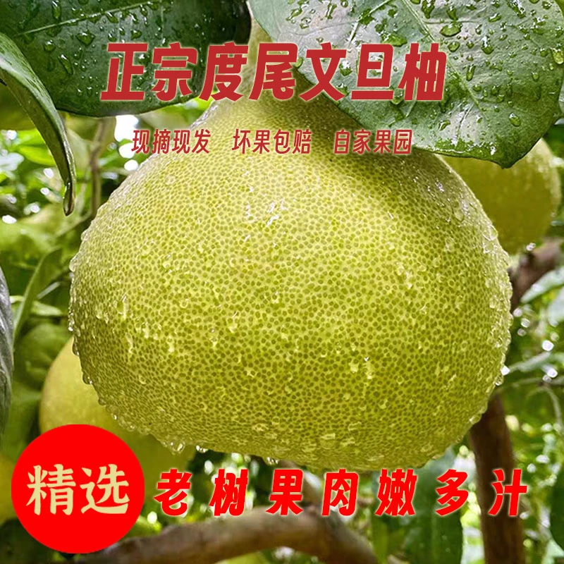 【针孔果】福建仙游正宗度尾文旦柚产地直发鲜嫩多汁孕妈小孩喜欢吃