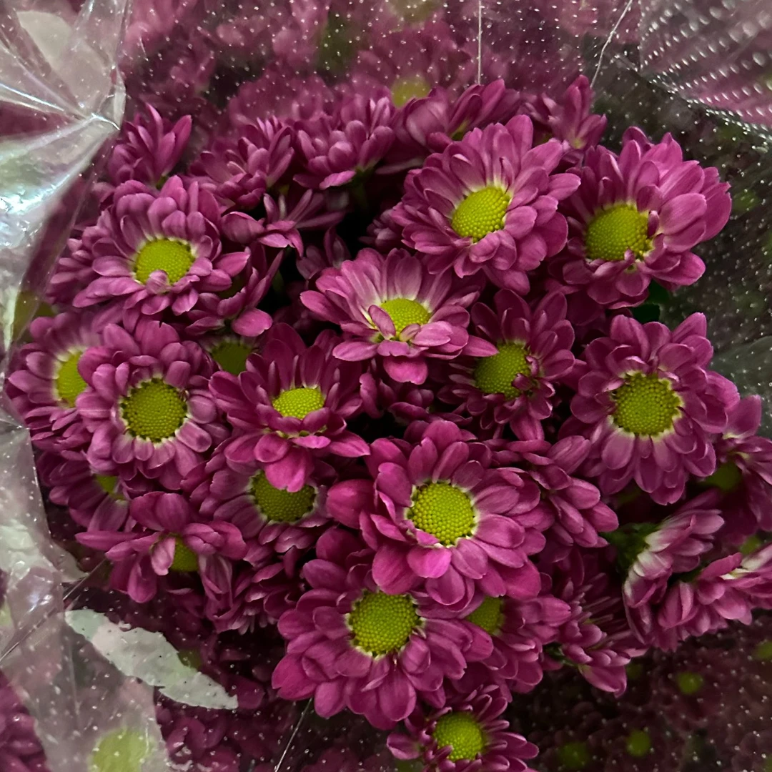 （草莓酱）小雏菊清新淡雅多种漂亮国内新鲜居家办公卧室书房客厅