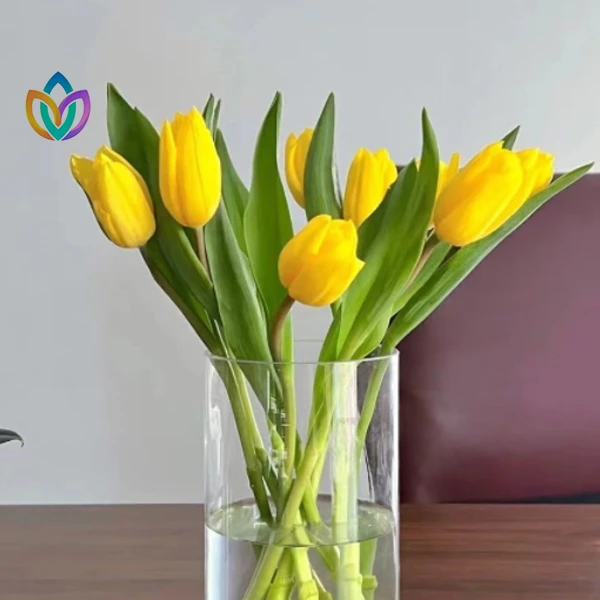 （黄色）郁金香东北产地直发黑吉辽蒙京津冀全国顺丰包邮鲜切花新鲜