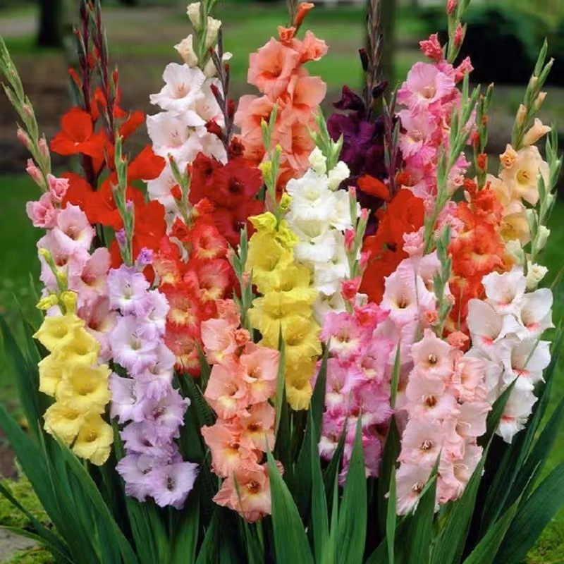 （精品剑兰）节节高东北发货包邮居家优选鲜花漂亮水生鲜花养护好