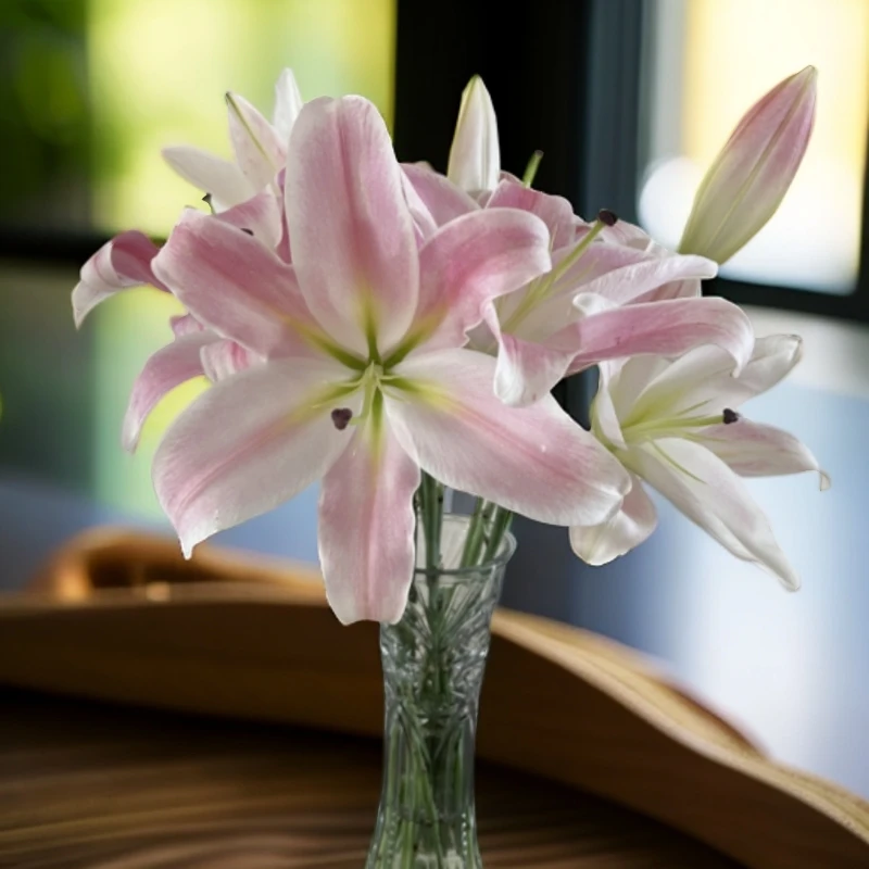 【七彩甄选】娜娜粉色香水百合东北基地顺丰包邮水生鲜切花养护醒花