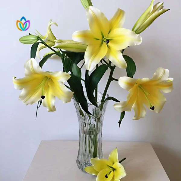 【七彩甄选】黄天霸 黄色香水百合东北鲜花顺丰包邮卧室香味鲜花