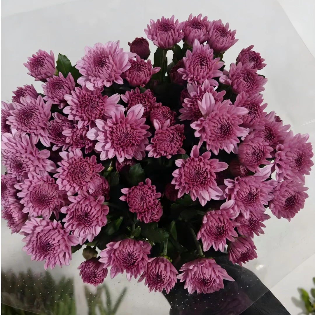 【七彩甄选】卡名小雏菊东北发货基地顺丰包邮水生鲜切花养护新鲜