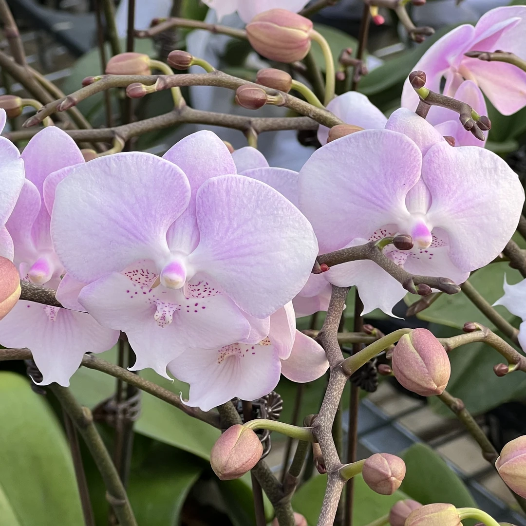 【花之漫】两颗消苞无售后（粉色浪漫）蝴蝶兰室内长花期耐放花卉盆栽