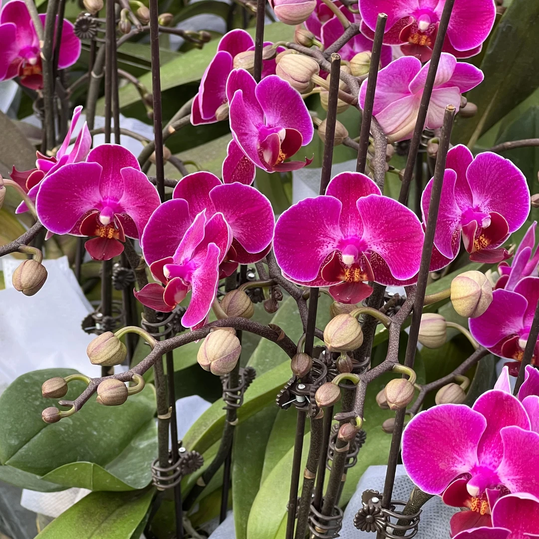 【花之漫】双剑（安祖-莫雷利亚）蝴蝶兰室内高档花卉长花期耐放花卉