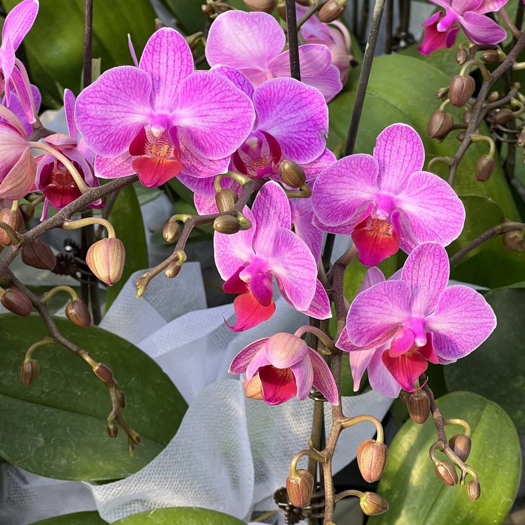 【花之漫】双剑(安祖-斯图加特)蝴蝶兰室内高档花卉长花期耐放花卉