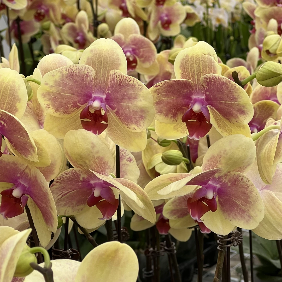 【花之漫】双剑（QH）蝴蝶兰室内高档花卉长花期耐放花卉盆栽