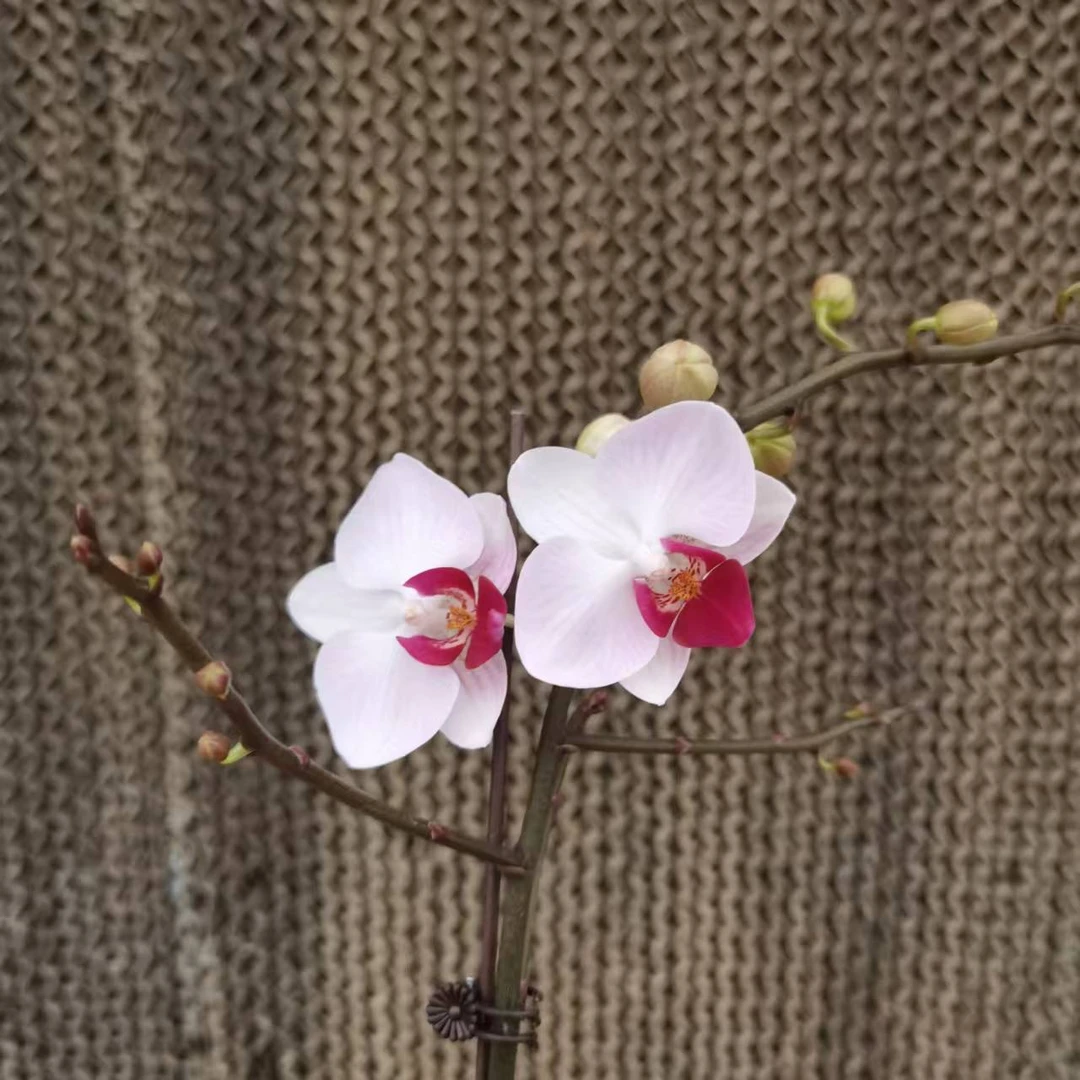 【花之漫】(貂蝉)3.5寸杯单剑蝴蝶兰花卉室内阳台桌面盆栽