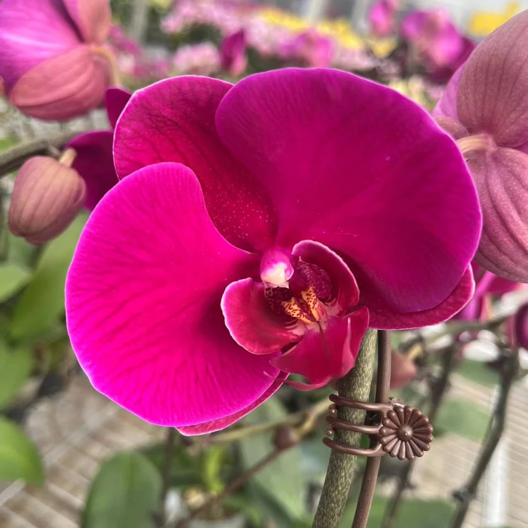 【花之漫】T级（一颗3.5寸大辣椒）蝴蝶兰叶片自然开裂介意勿拍