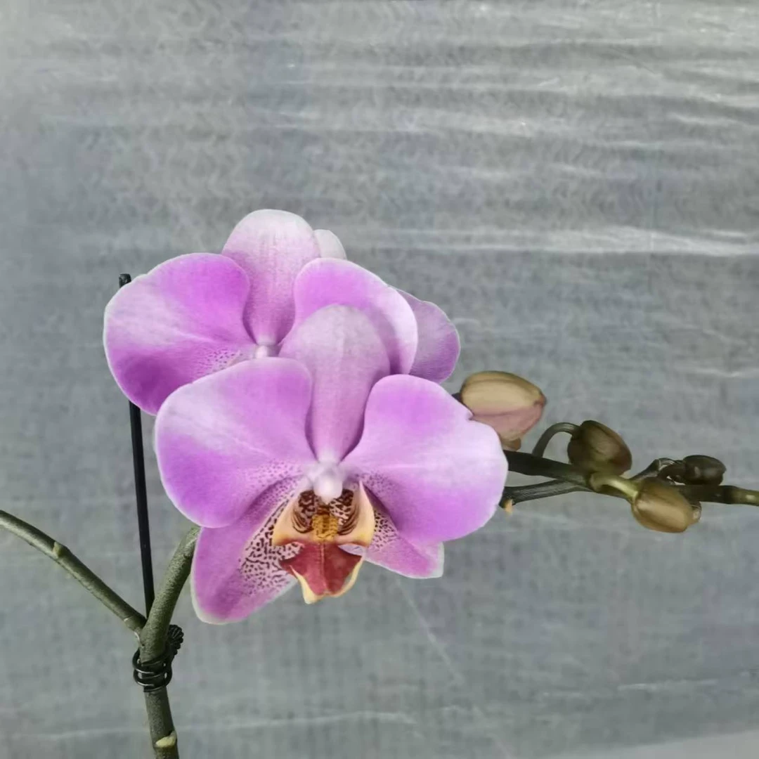 【花之漫】（红韵）福利款无售后3.5寸杯单剑蝴蝶兰花