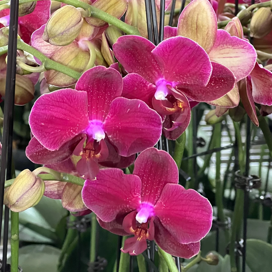 【花之漫】(拉菲)微瑕无售后蝴蝶兰室内高档花卉长花期耐放花卉