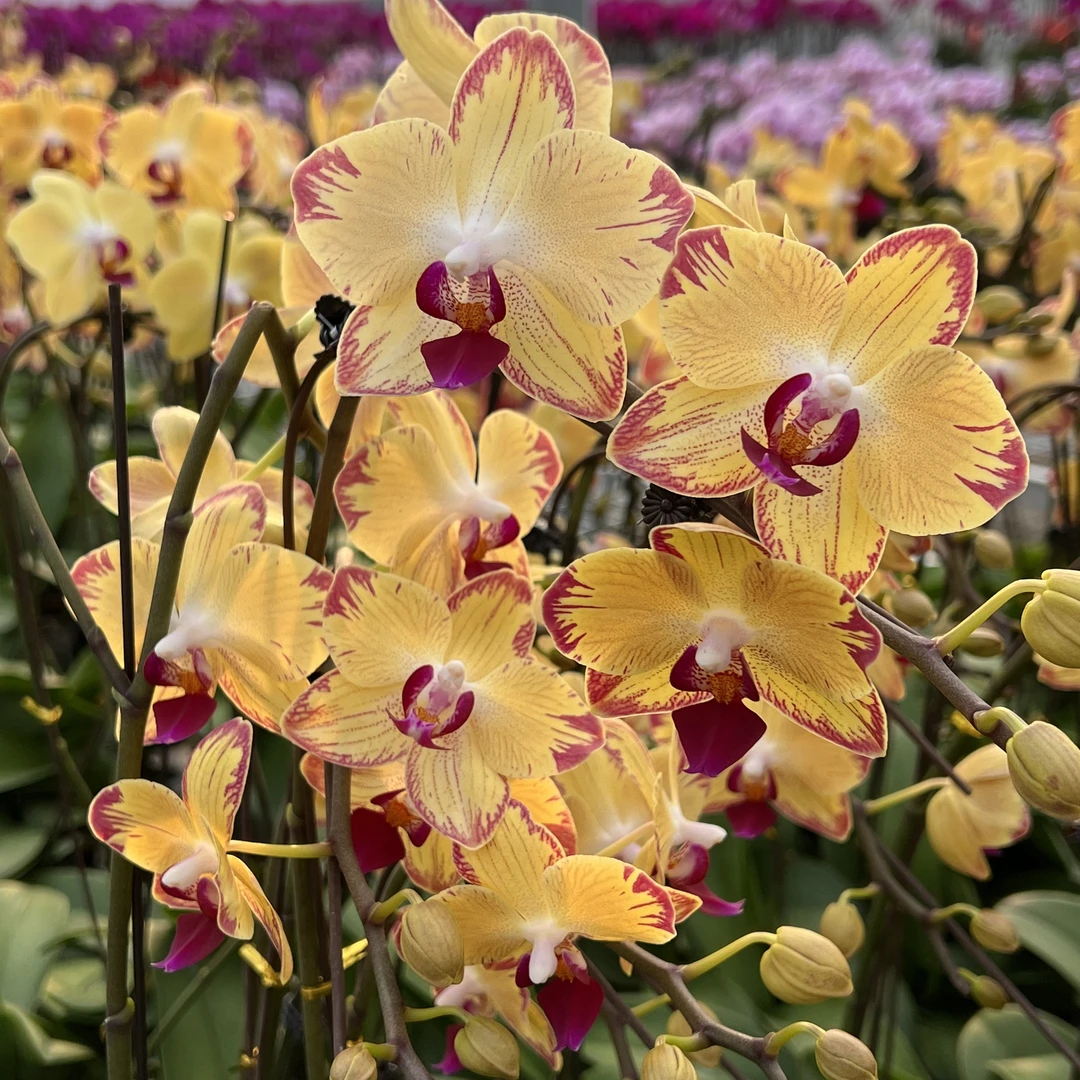 【花之漫】3.5寸(爸爸妈妈)各一颗 闪边蝴蝶兰室内高档花卉长花期耐