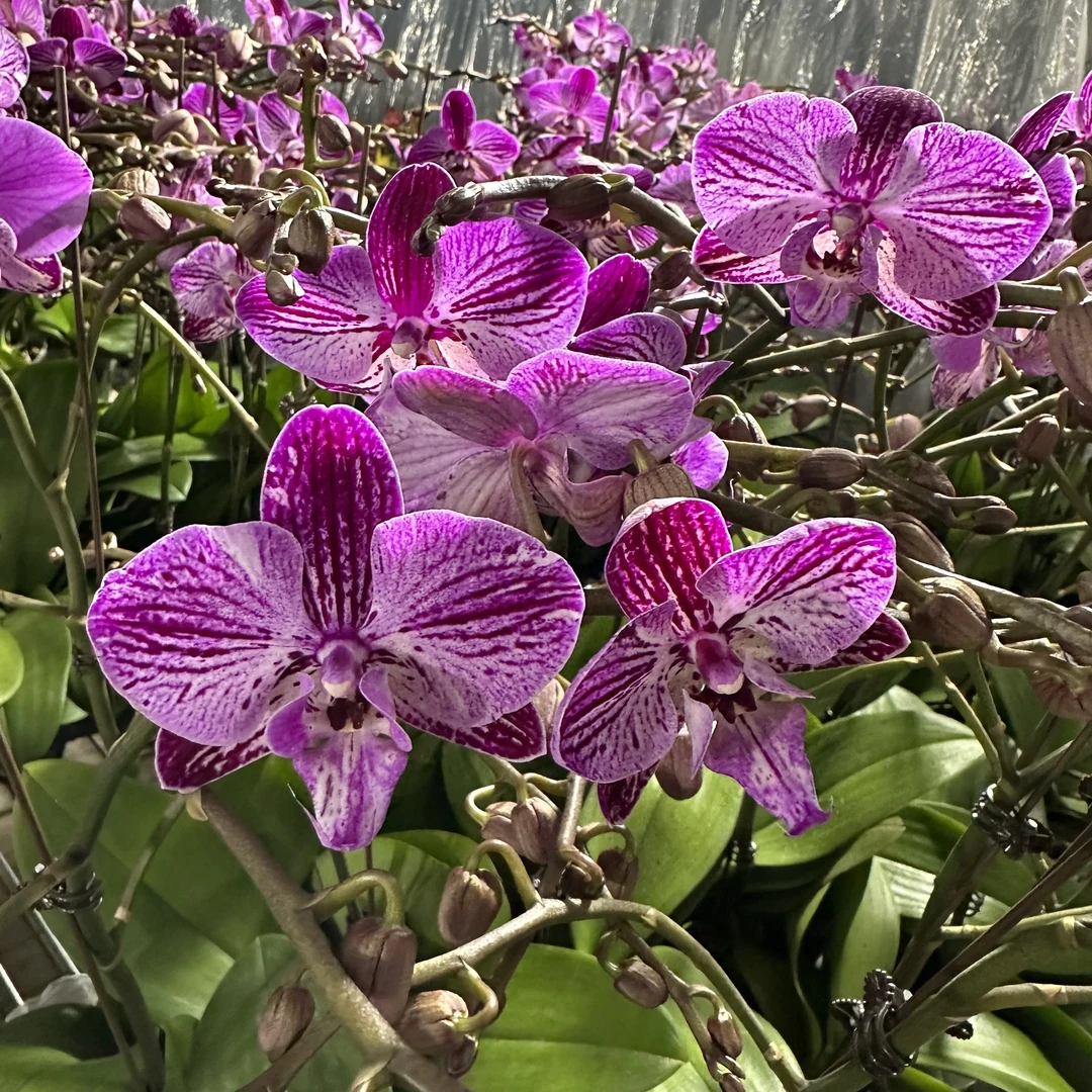 【花之漫】(山楂树)带飞碟盆蝴蝶兰室内高档花卉长花期耐放花卉盆栽