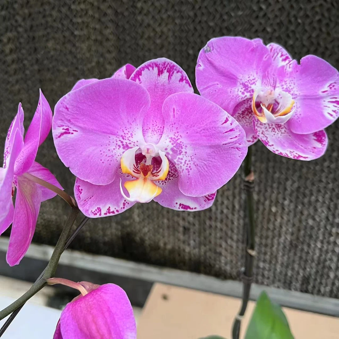 【花之漫】(藏宝图)3.0寸杯单剑蝴蝶兰花卉阳台桌面盆栽