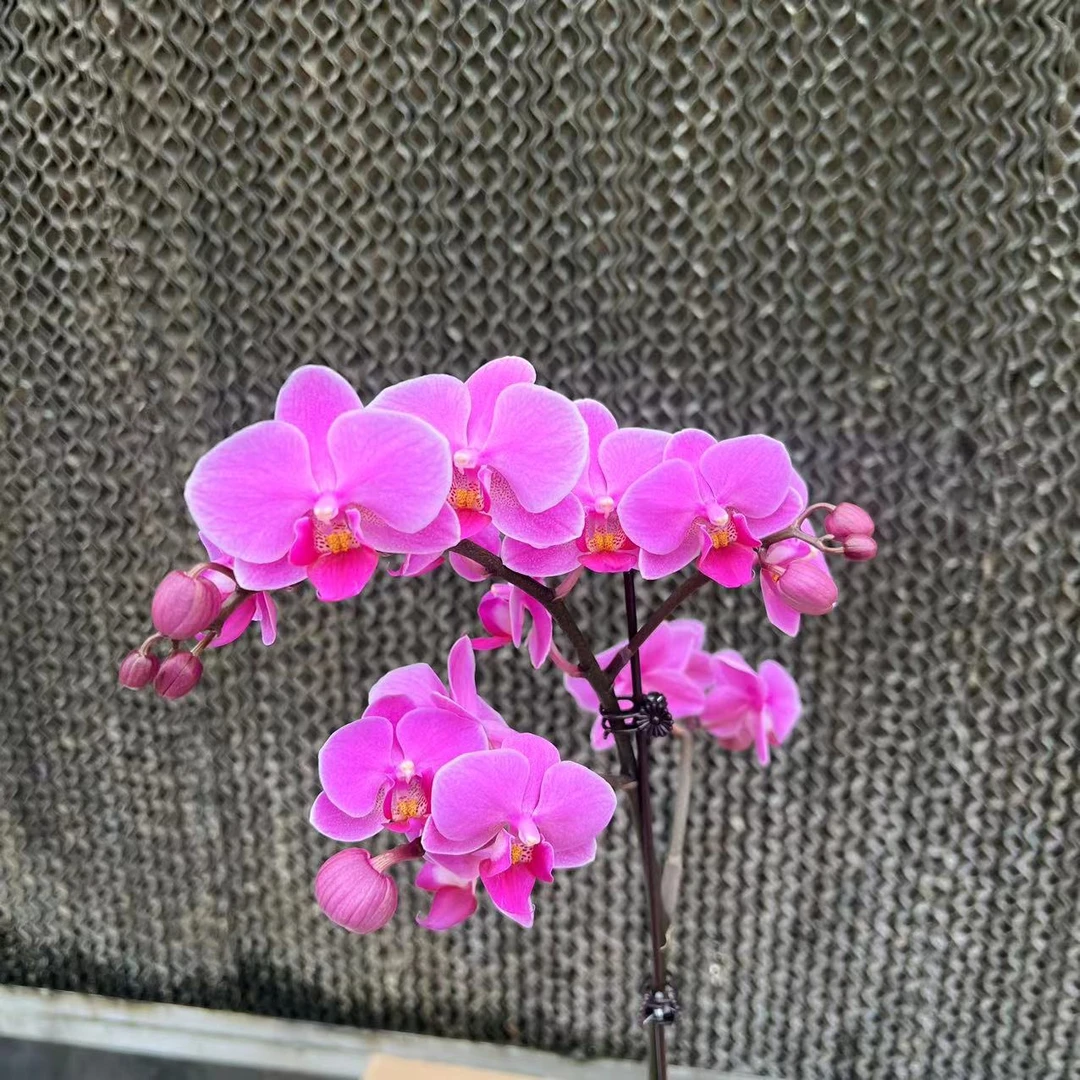 【花之漫】（婚宴）3.0寸杯单剑蝴蝶兰花卉室内阳台桌面盆栽