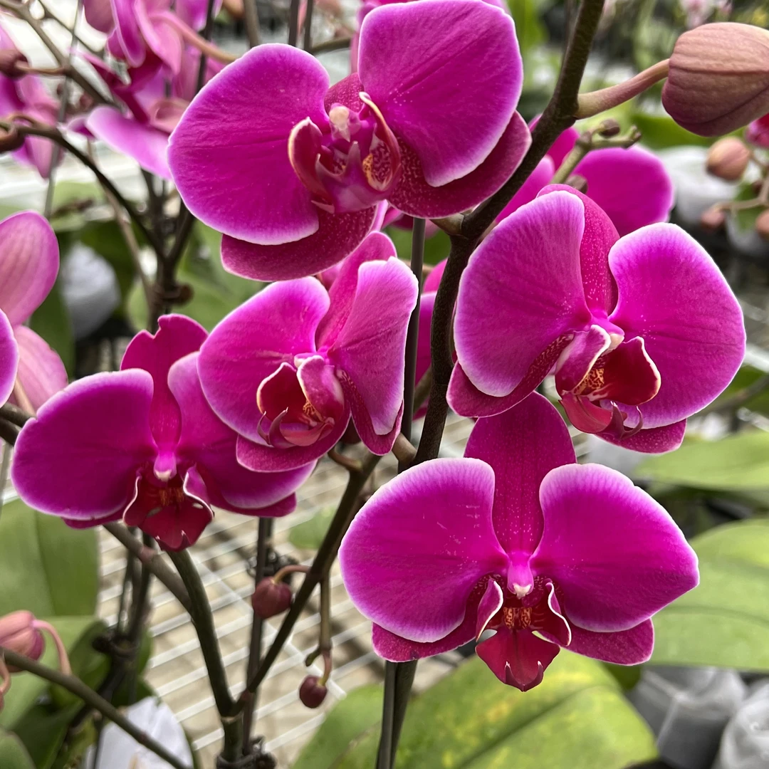 【花之漫】双剑（安祖-比勒陀利亚）蝴蝶兰室内高档长花期耐放花卉