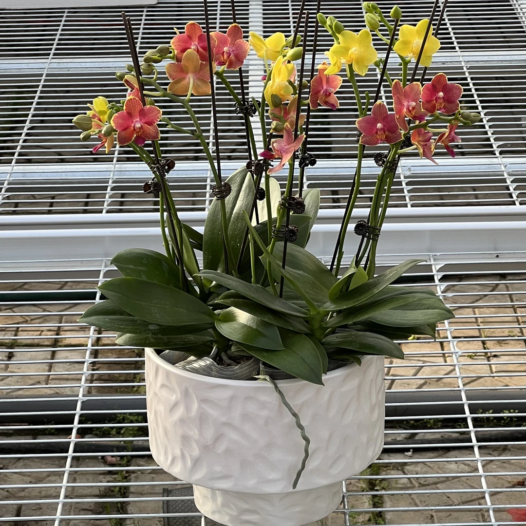 【花之漫】组盆10剑（番茄炒蛋）蝴蝶兰室内高档花卉长花期耐放花卉