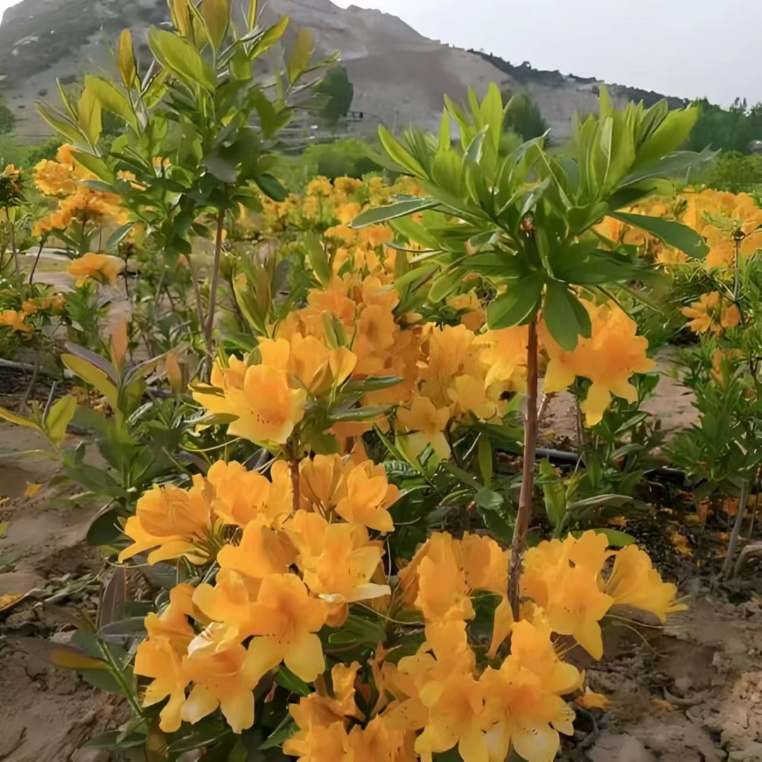 先花后叶落叶杜鹃映山黄、盆栽、地栽