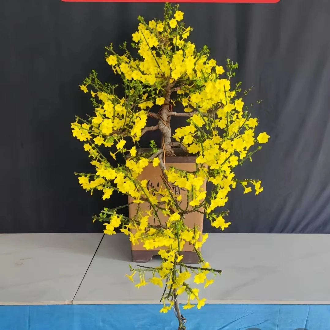 迎春花小叶香矮霸掌中宝  直播间一物一拍欢迎花友选购