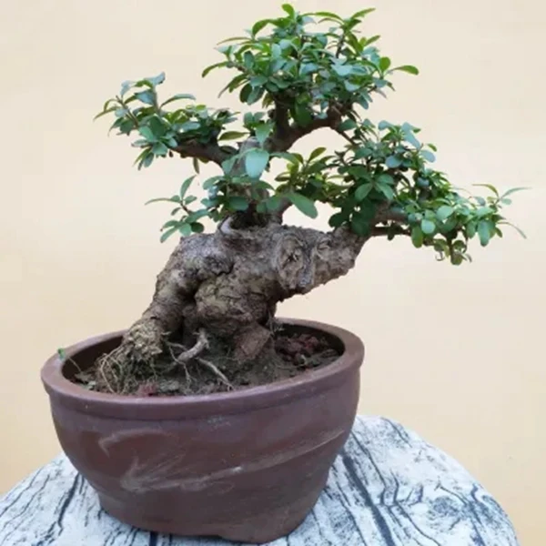 米叶檀香杜鹃花盆景  一物一拍 需要摘叶子剪叶子种植