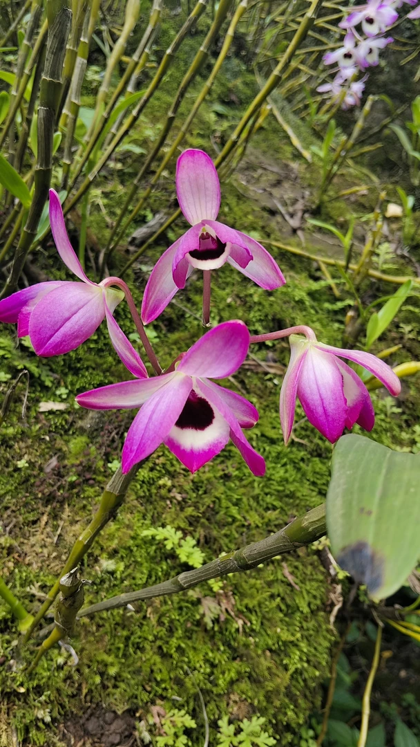 一物一拍赤水金钗石斛苗各种石斛盆栽石斛兰缅桂花