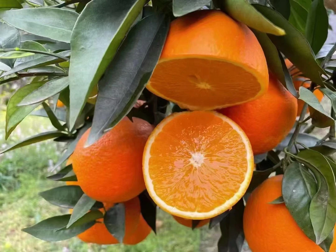 奉节脐橙味道好极了
