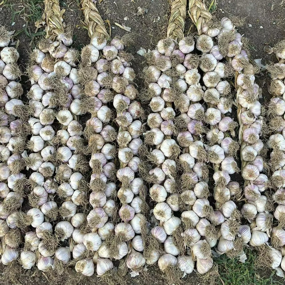 宝坻富硒紫皮大蒜瓣大汁多,气味浓郁,自家生产,农户直发生鲜食品