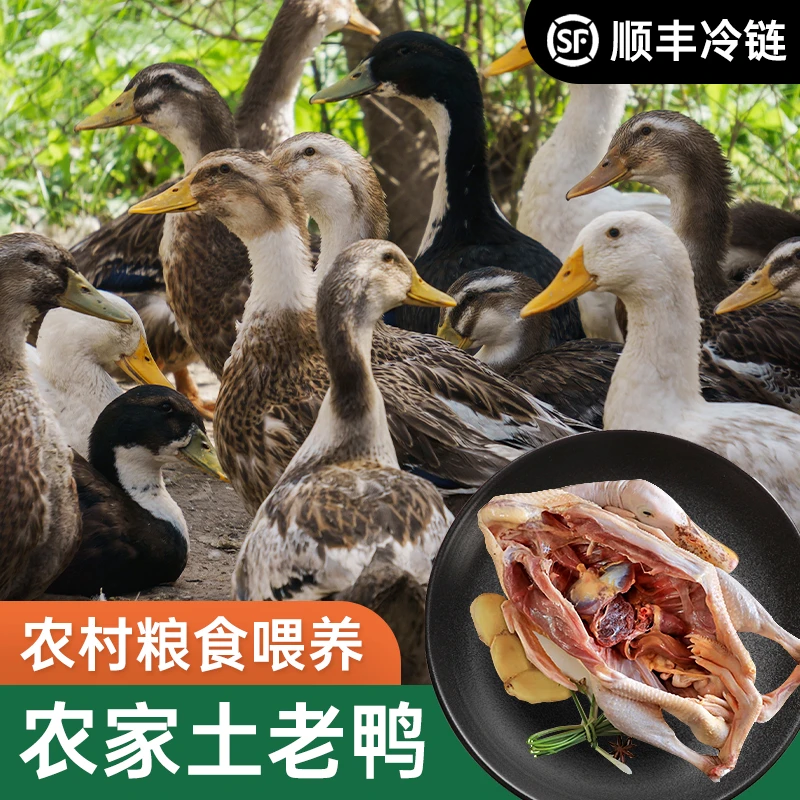 鸭子重庆老乡自己喂的 4