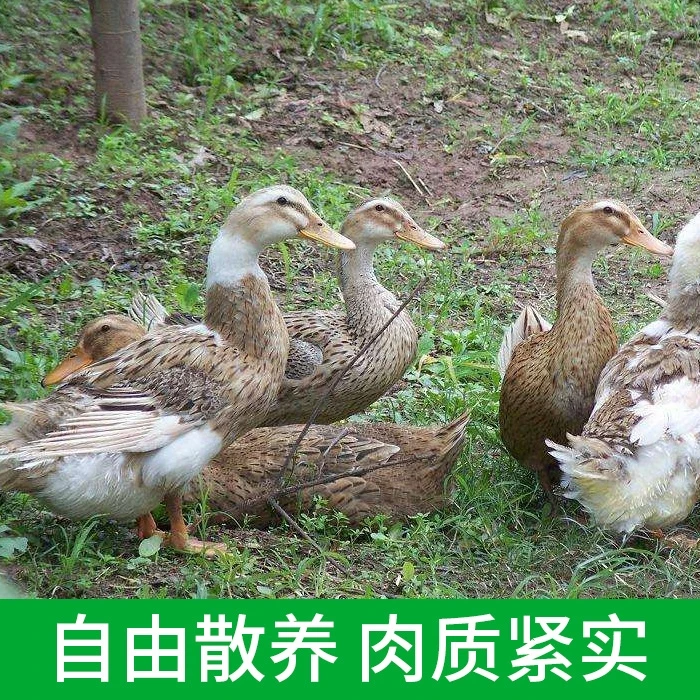 鸭子重庆老乡自己喂的7