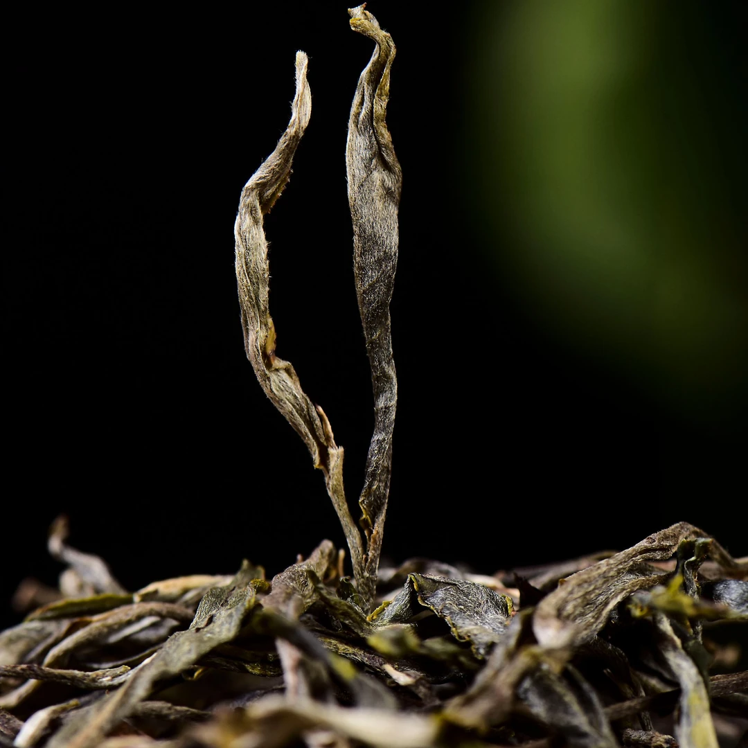 颖傣司贡元宝山古树晒青茶散茶鲜香甜润散装绿色带赠品